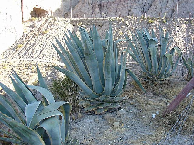 DSC01569 cactus