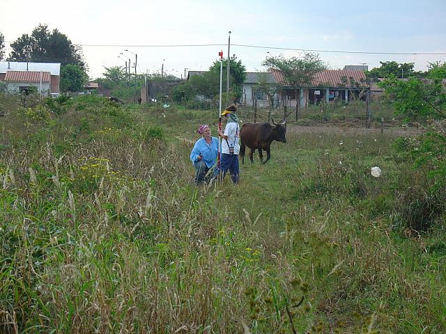 07-28-08 001 Stray animals walking by