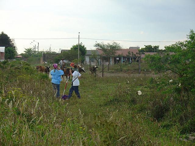 07-28-08 004 A cowboy herding cattle past us