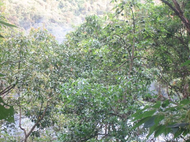 Aguas Calientes 016 Avocados