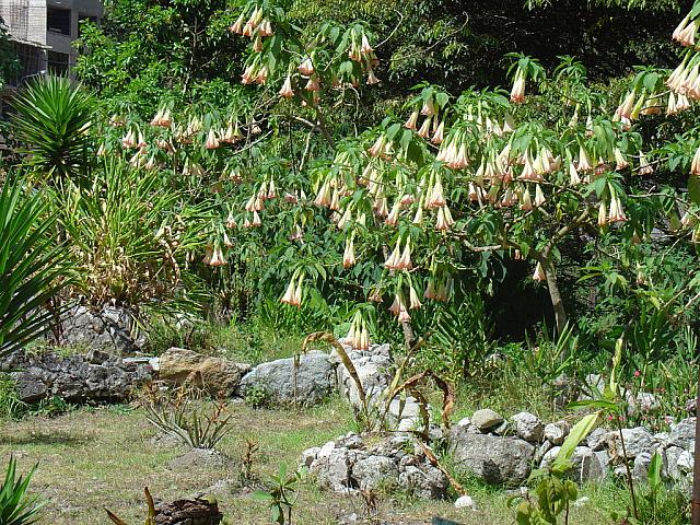 DSC01250 Moon flower tree