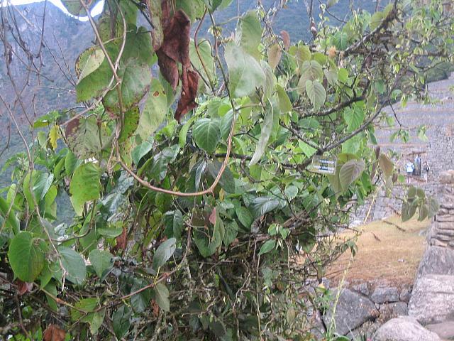 Machu Picchu 054