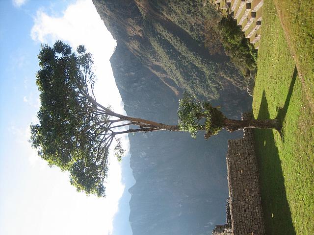 Machu Picchu 127 lone tree