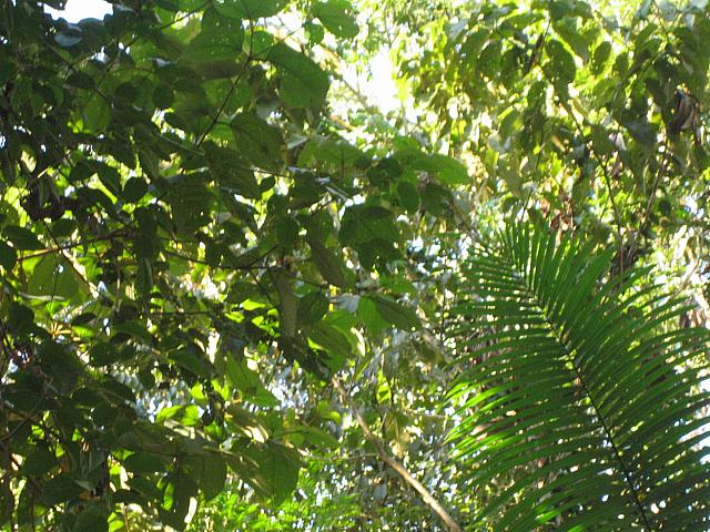 Posada Amazonas 129