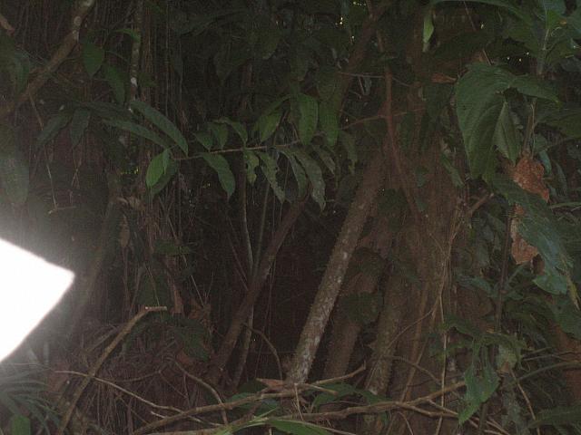 Posada Amazonas 137 hummingbird