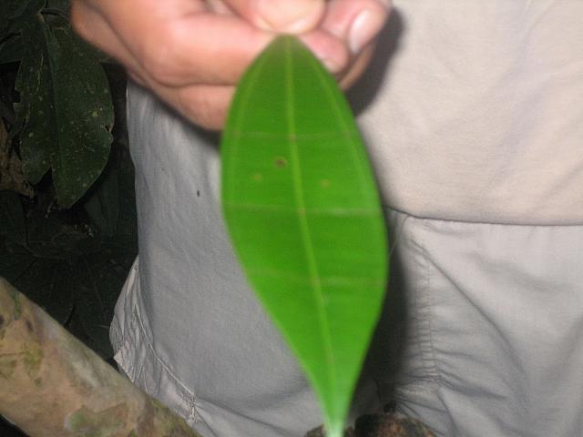 Posada Amazonas 159 para para