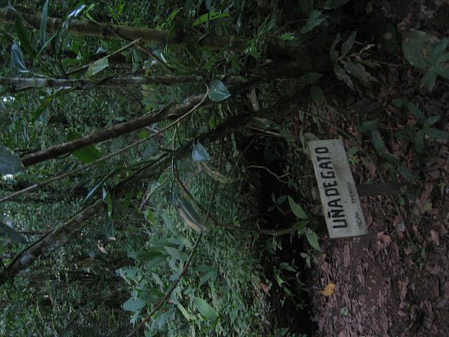 Posada Amazonas 160 cat s claw