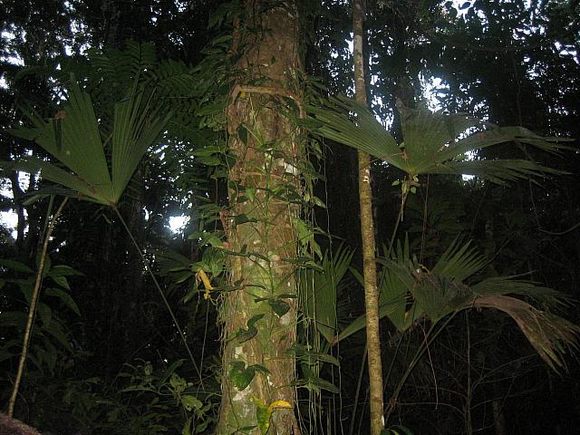 Posada Amazonas 166
