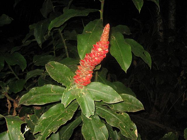 Posada Amazonas 169 vegetation