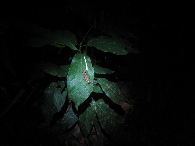 Posada Amazonas 172 grasshopper