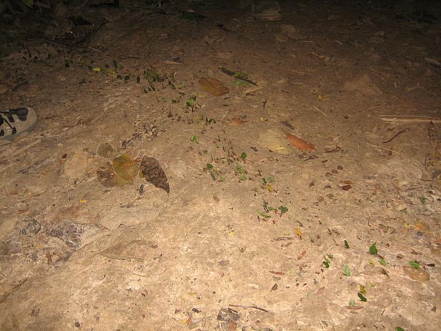 Posada Amazonas 173 leaf-cutter ants