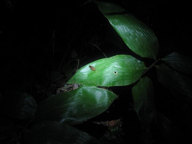 Posada Amazonas 174 cockroach