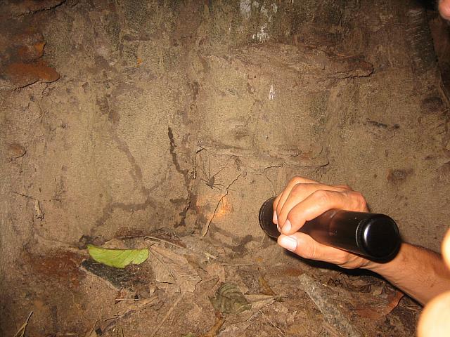 Posada Amazonas 175 spider scorpion small