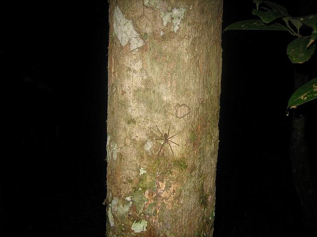 Posada Amazonas 184 small spider