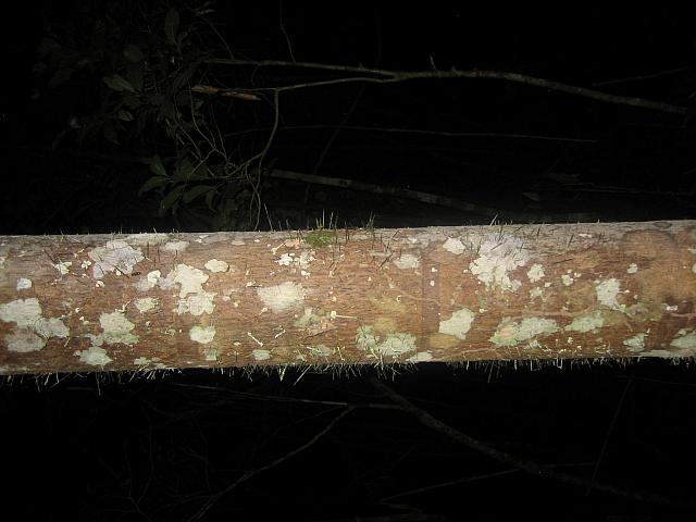 Posada Amazonas 186 spiny trunk