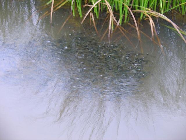 DSC01064 tadpoles