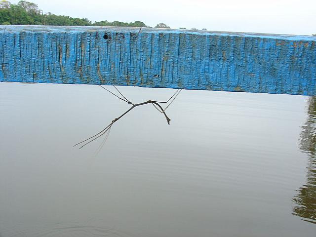 DSC01074 walking stick