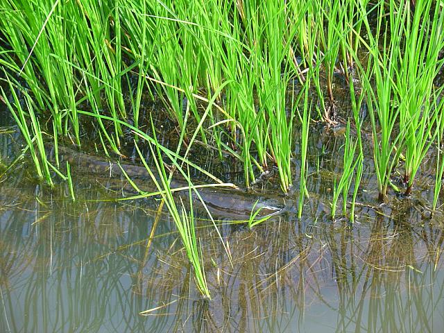 DSC01082 electric eel
