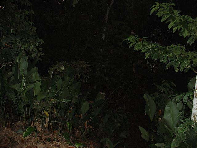 DSC01089 vegetation