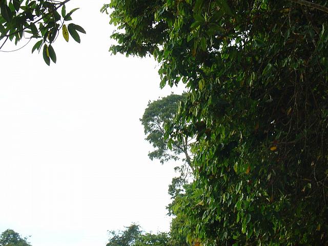 DSC01106 parrots