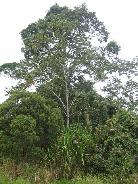 Posada Amazonas 001 tall ficus