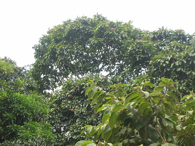 Posada Amazonas 010 Brazil nuts in tree