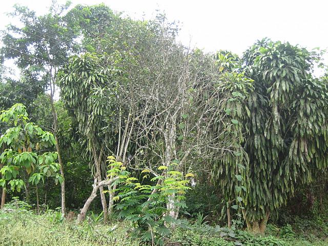 Posada Amazonas 013 house plants