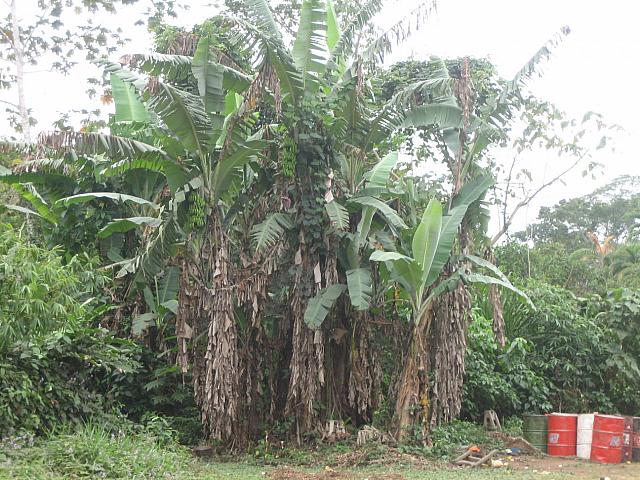 Posada Amazonas 016 bananas