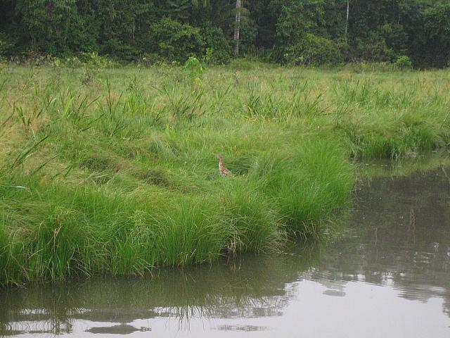 Posada Amazonas 054 tiger heron