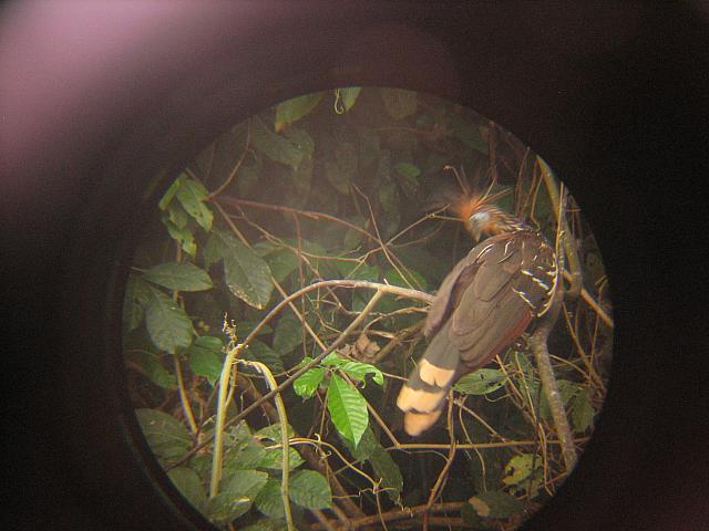 Posada Amazonas 063