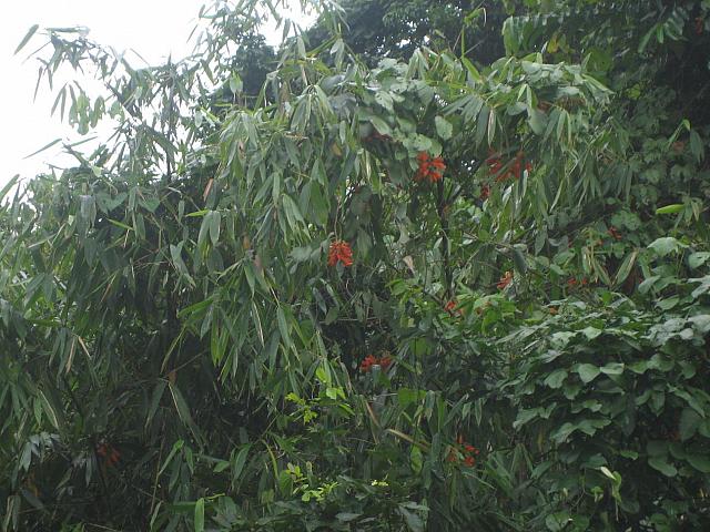 Posada Amazonas 068