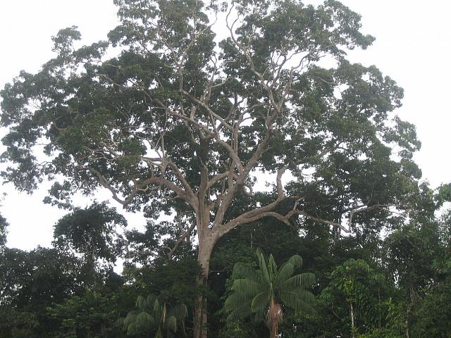 Posada Amazonas 073 iron wood