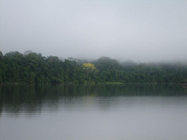 Posada Amazonas 075 yellow blossom tree