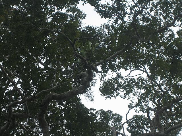 Posada Amazonas 077 yucca in tree