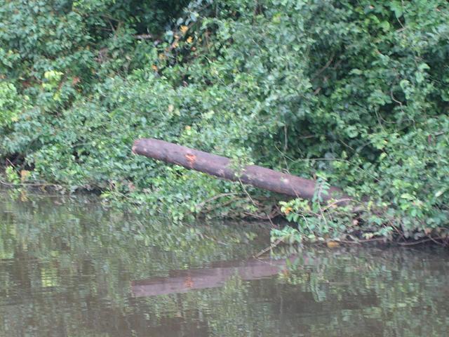 Posada Amazonas 079 bats