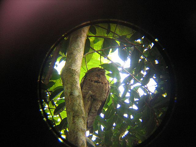 Posada Amazonas 089 relation to owl