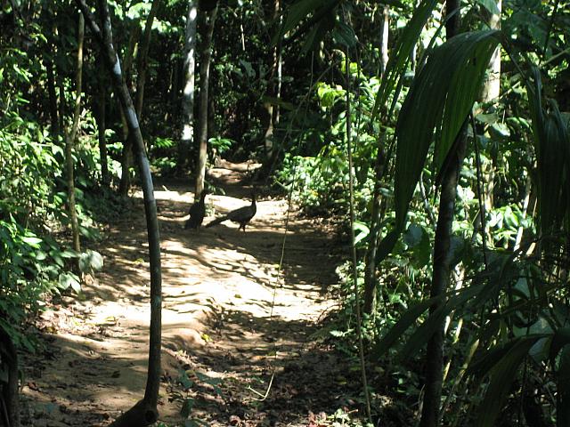 Posada Amazonas 099 turkeys