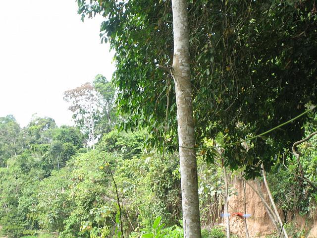 Posada Amazonas 105