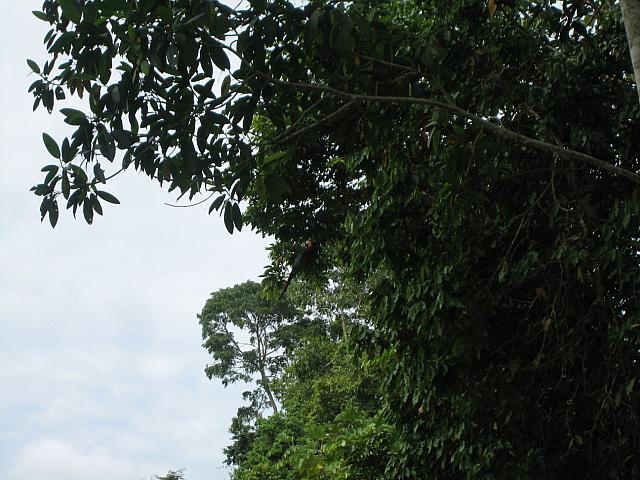 Posada Amazonas 108