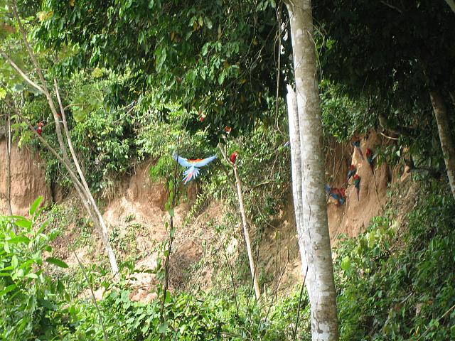 Posada Amazonas 110