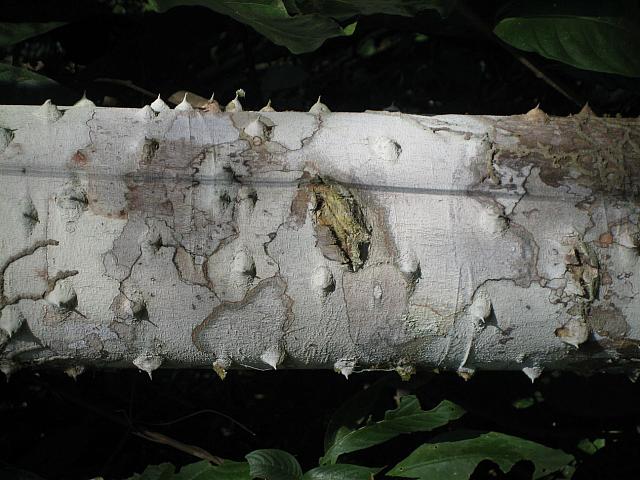 Posada Amazonas 126 spiny bark