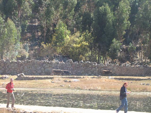 Bus to Puno 007 loose bulls at temple