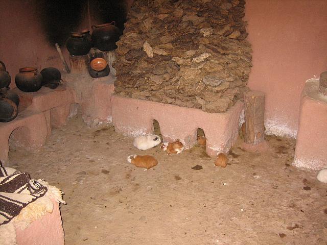 Bus to Puno 024 guinea pigs in kitchen