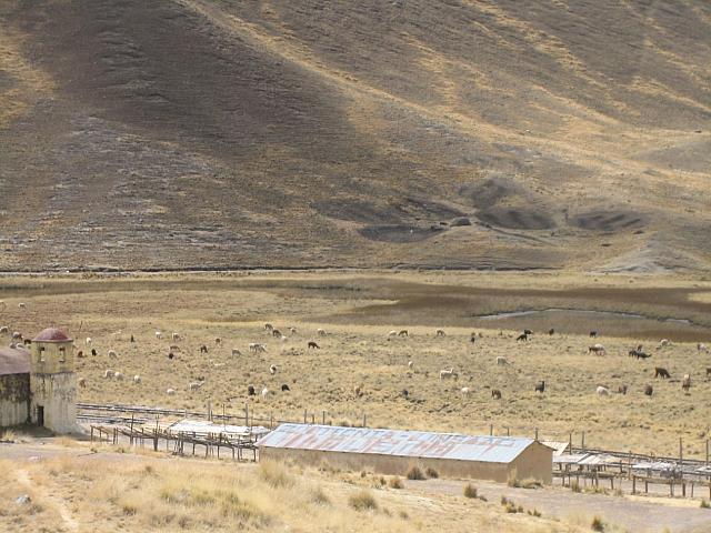Bus to Puno 030 llama and alpaca herd