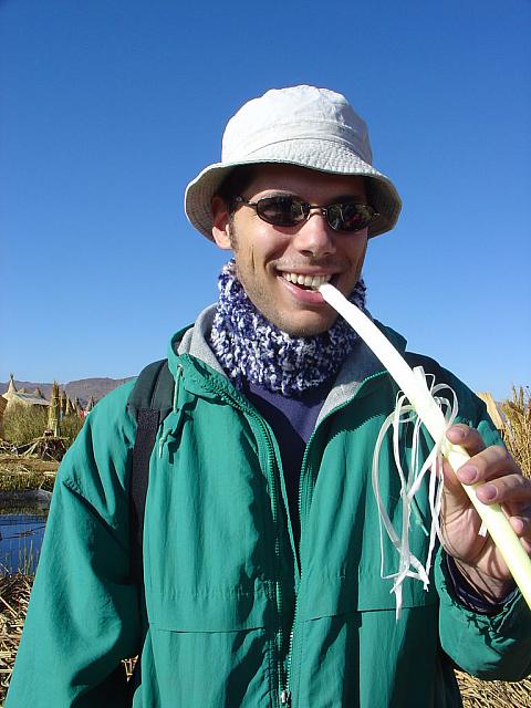 DSC01367 eating totora reed