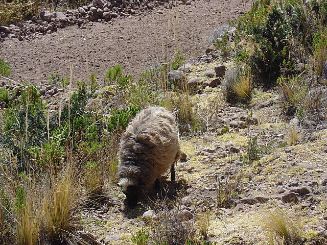 DSC01394 sheep