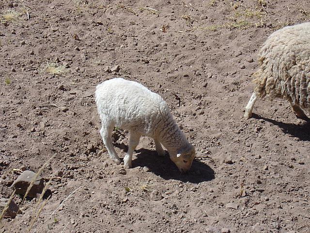 DSC01398 sheep