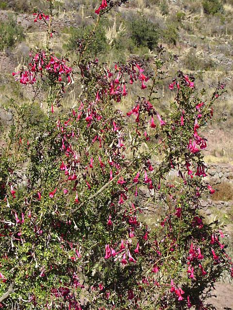 DSC01412 pretty flowers