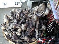 CIMG1336 Dead Llama Fetuses at the Witches Market