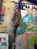 CIMG1337 Dead Baby Jaguar at the Witches Market